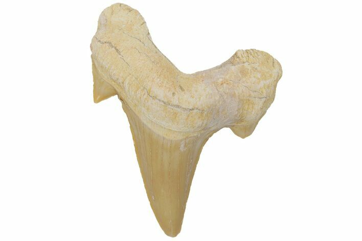 Fossil Shark Tooth (Otodus) - Morocco #211908